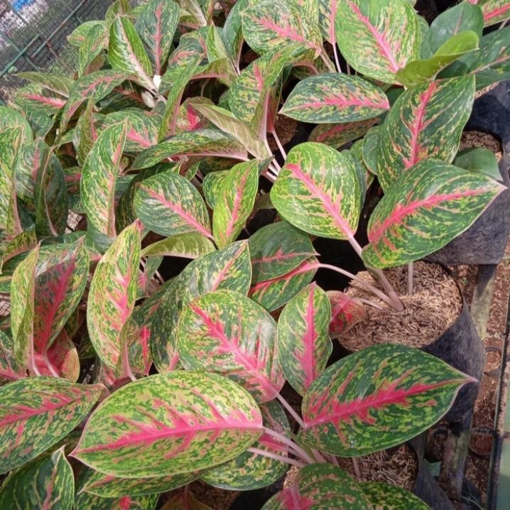 tanaman hias aglonema big mama - Aglonema big mama