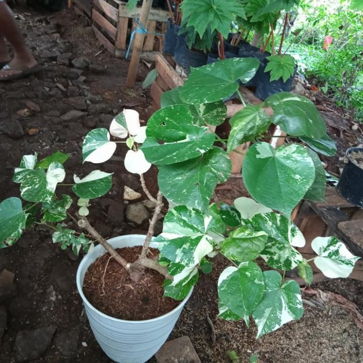 Tanaman hias waru Varigata besar - waru Varigata - pohon peneduh