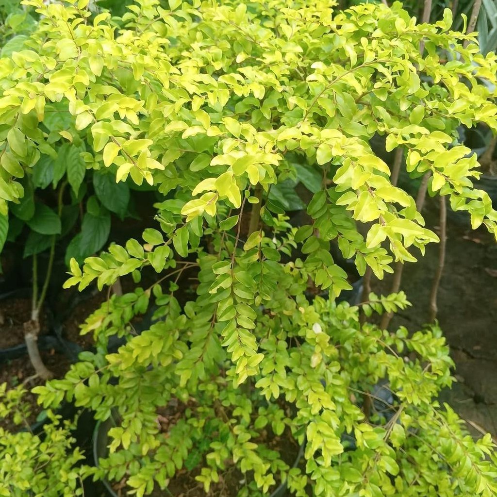 Tanaman Hias Pangkas Kuning - Pohon Pangkas Kuning - Pangkas kuning golden