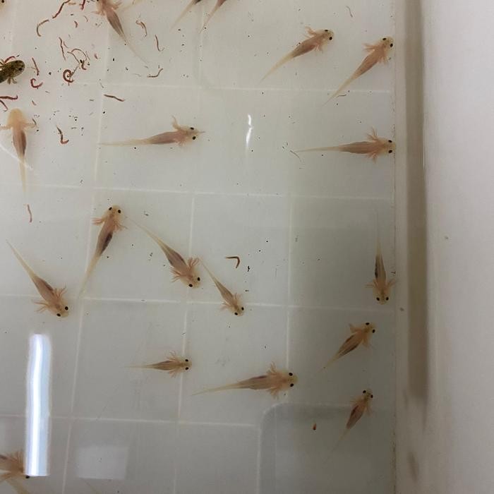 PROMOMainan Ikan Axolotl / Salamander Leucistic baby 2cm+READY