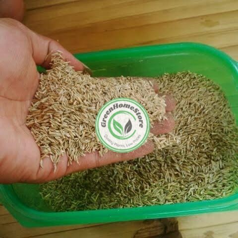 benih biji rumput gajah mini - bibit rumput gajah mini