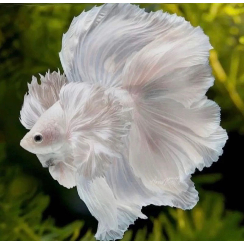 Hobi  Cupang Hias Halfmoon White putih bersih