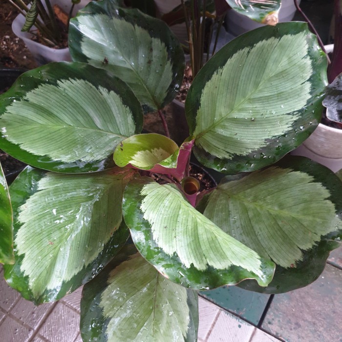calathea corona