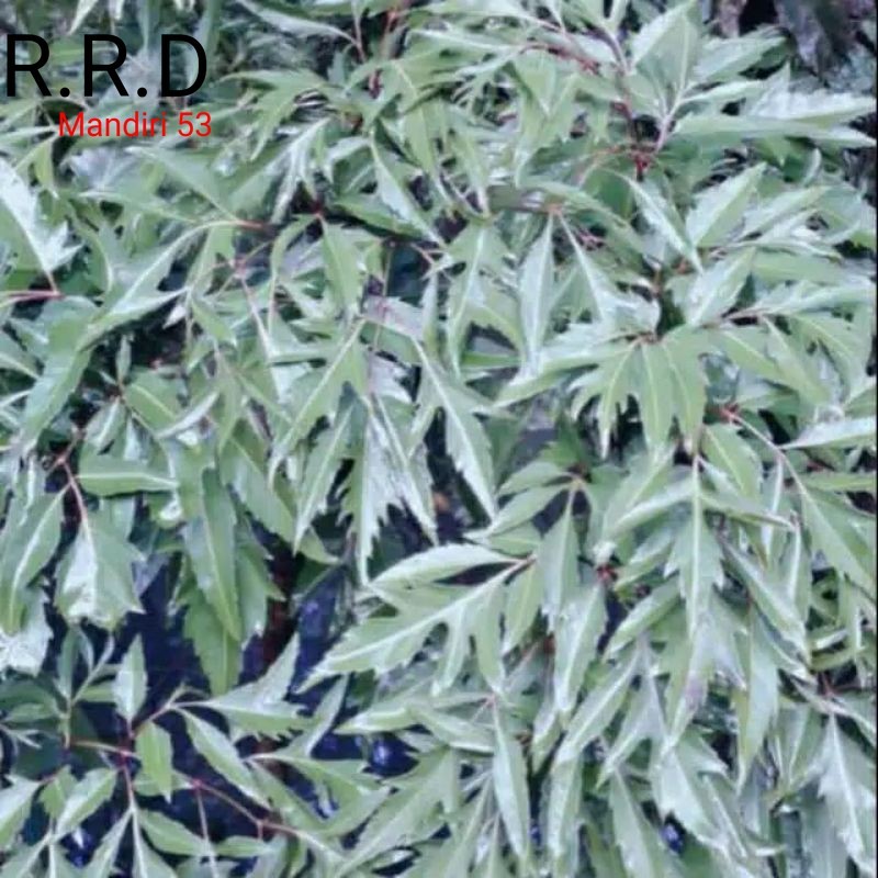 

Promo daun kenikir/raja midang segar netto 100 gram segar siap petik lalapan khas sunda