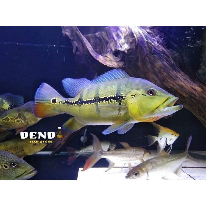 pbass xingu size 3-5 cm rayakan