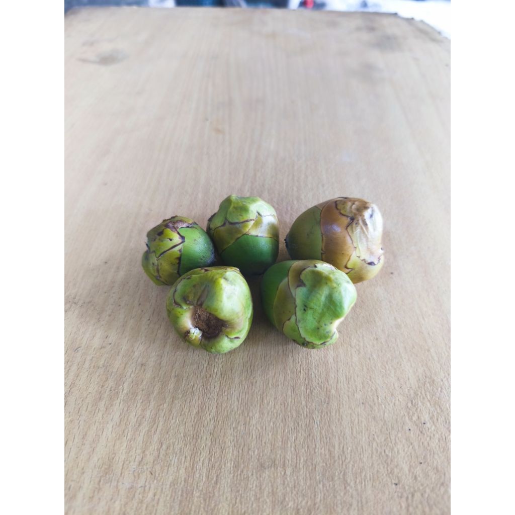 

SGN12 - 10 Beluluk/Tembuluk/Kelapa Muda