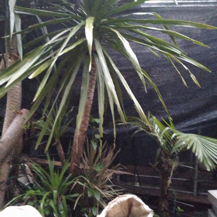 Pohon Pandan Bali 2 Meter - MURAH