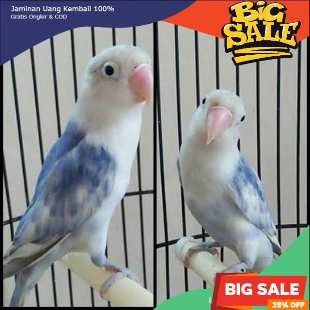 Burung Lovebird Blue Series love bird BS