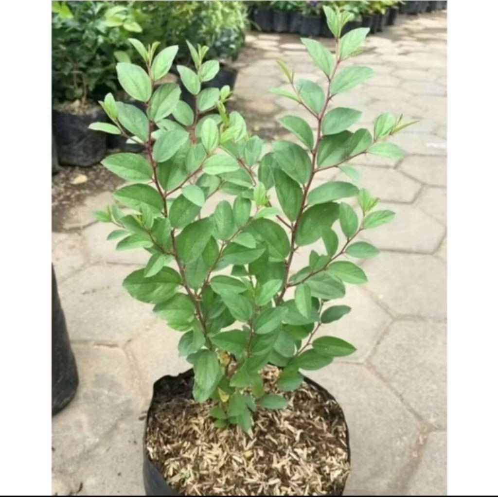 tanaman bidara arab-pohon bidara arab asli tinggi 20-30 cm kondisi rimbun