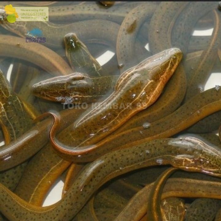 

Ikan Segar 1Kg Ikan Belut Hidup Live Ikan Belut Segar Belut Sawah