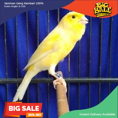 BURUNG KENARI F1 SF SCOT FANCY GACOR PROMO MURAH koang kicau zaini canary