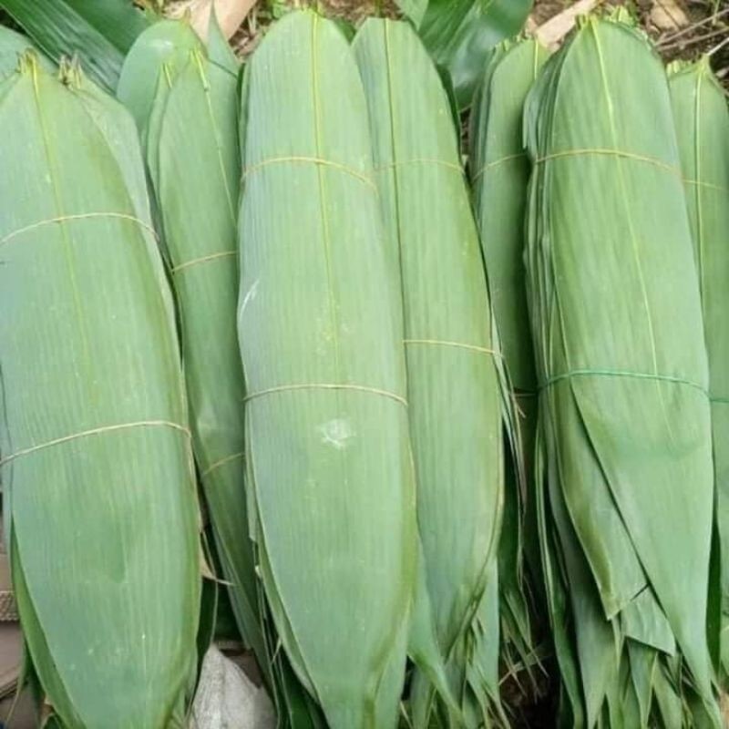 

Daun Bambu Lebar Bungkus Bakcang 50 Lembar Daun Bambu Kwecang Kicang jari bisa request bambu Apus untuk Herbal