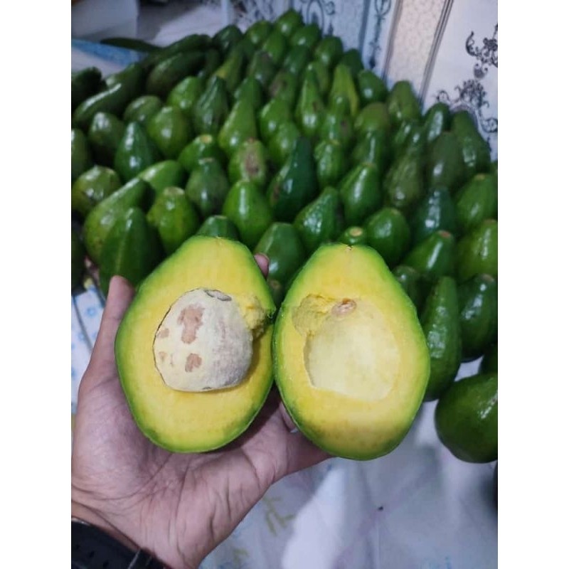 

Buah Alpukat Mentega 1kg Bergaransi - Alpukat Kuning - Alpukat Mentega Legit