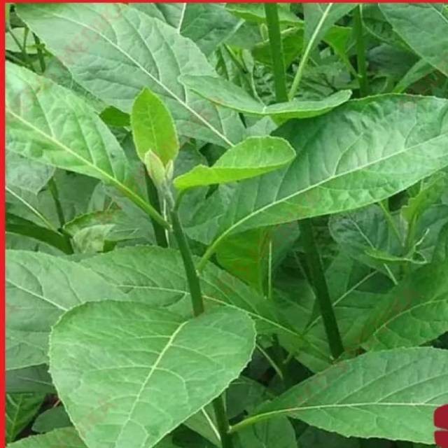 

Daun afrika selatan 1kg segar Bebas pestisida