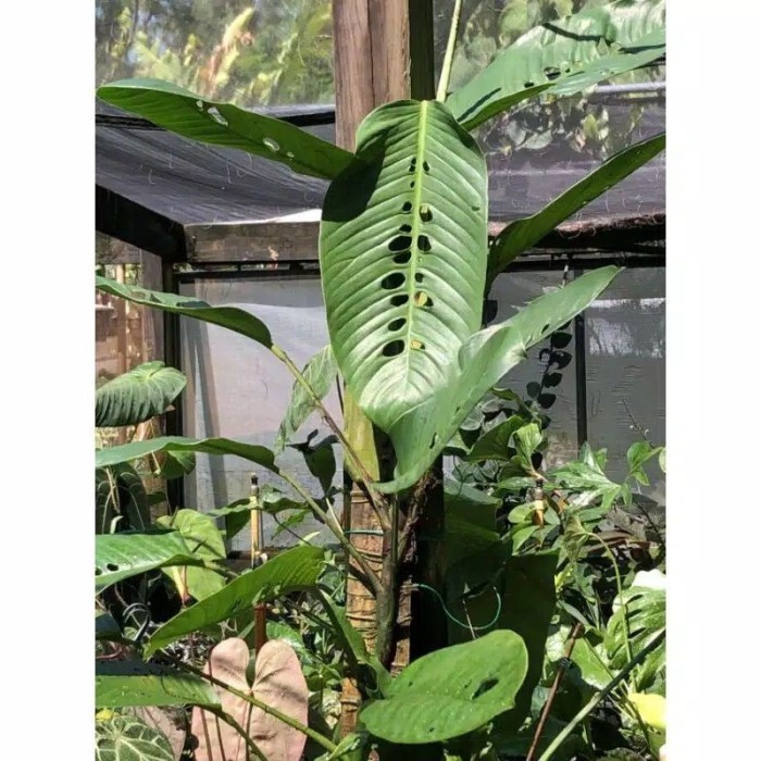 

Mew tanaman hias raphidopora foraminipera(duda bolong)udah ber akar