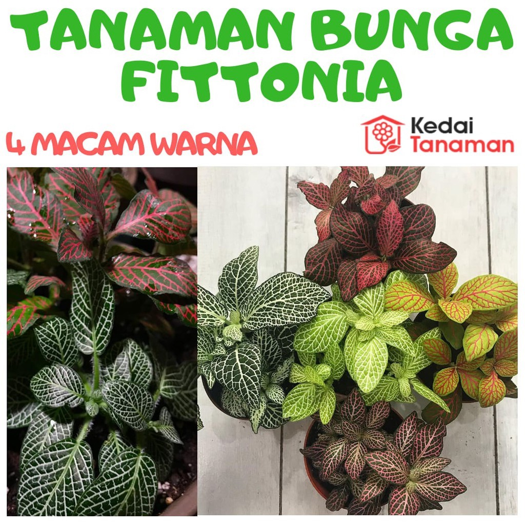 Tanaman Hias Hidup Bunga FITTONIA - Tanaman Daun Fittonia - Bunga Fitonia