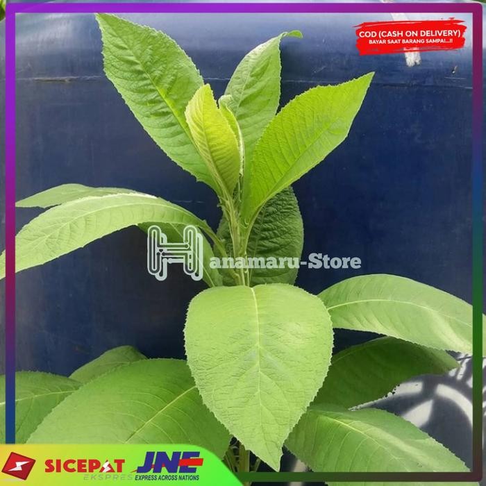 

PROMO DAUN SEMBUNG SEGAR/100GRAM LANGSUNG PETIK l HERBAL DAUN SEMBUNG