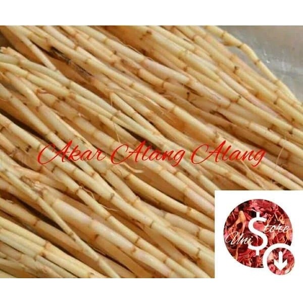 

Akar Alang - Alang - Obat