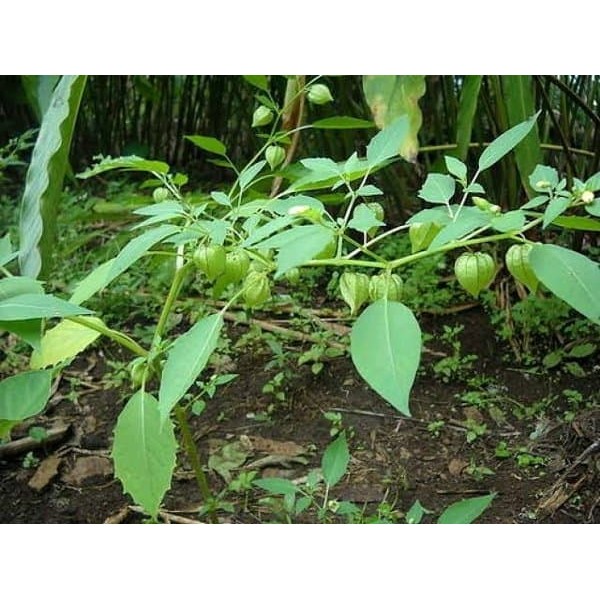 

Daun Ciplukan / Obat Stroke