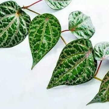 

bibit stek sirih merah