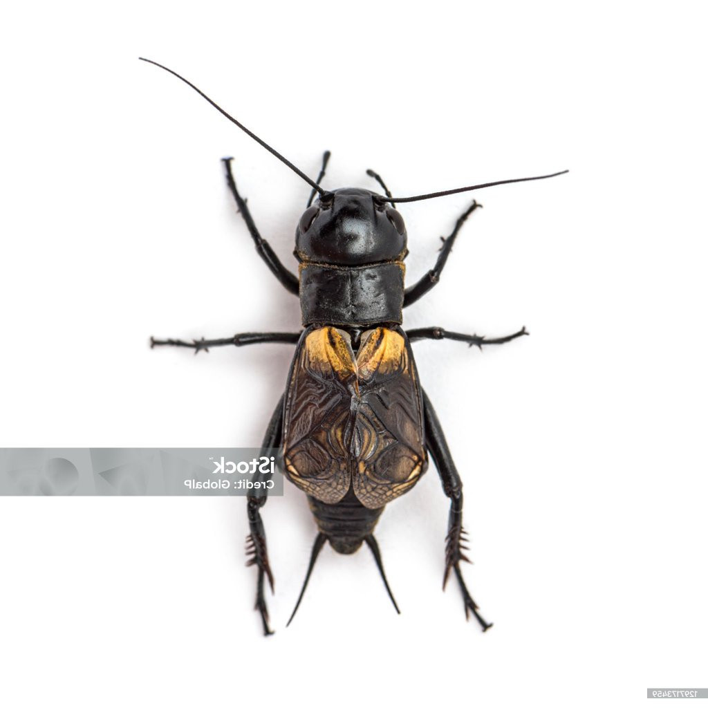 PENGUSIR TIKUS JANGKRIK JK SUPER BIGE Jangkrik Aduan Hidup Sudah Sama Kandang / Jangkrik Genggong / 