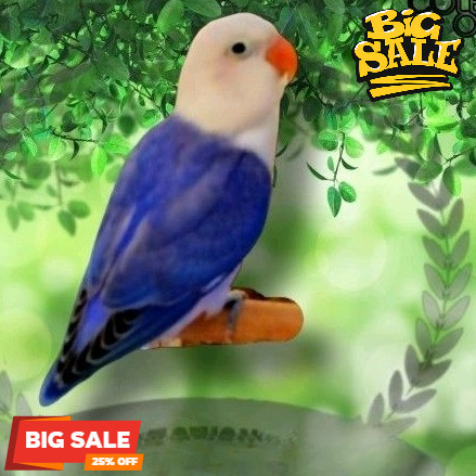 Burung Lovebird Biola Violet love bird