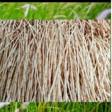 

akar ilalang segar alami akar ilalang 500 gr ..