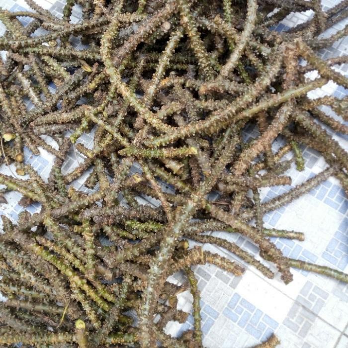 

Broto wali segar baru potong dari pohon 5 ons