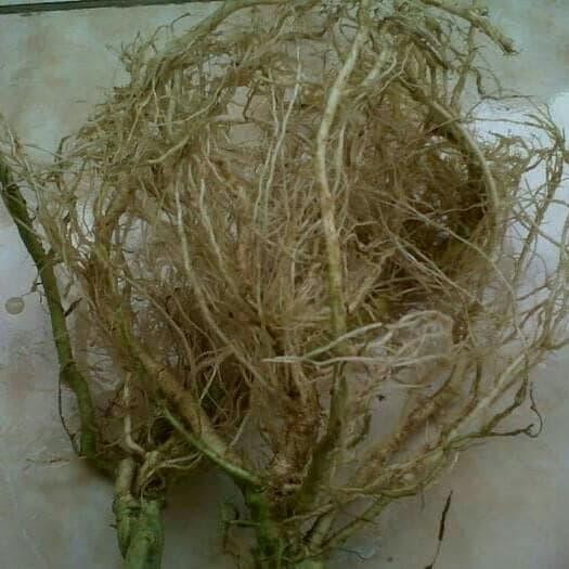 

Ready obat kangker akar takokak atau cepokak segar basah