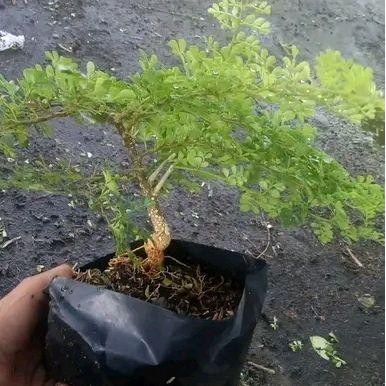 Bibit Kawista Batu Tanaman Bahan Bonsai Feroniella Lucida Bibit Pohon Kawista / Buah Legenda Kaya Kh