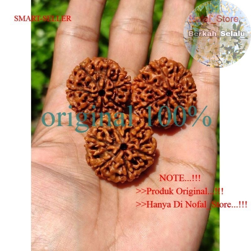 Jenitri Rudraksha Besar Jumbo Besar Berkah_Selalu
