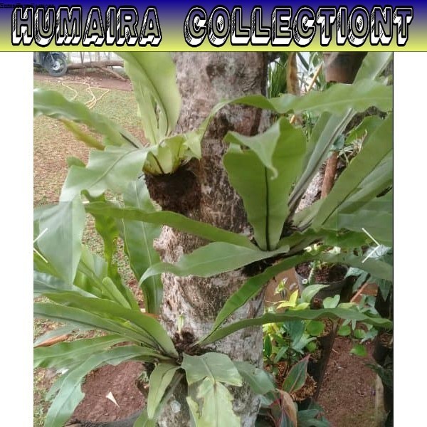 

Bibit Kadaka Size Mini Kadaka Tempel Tanaman Hias Daun