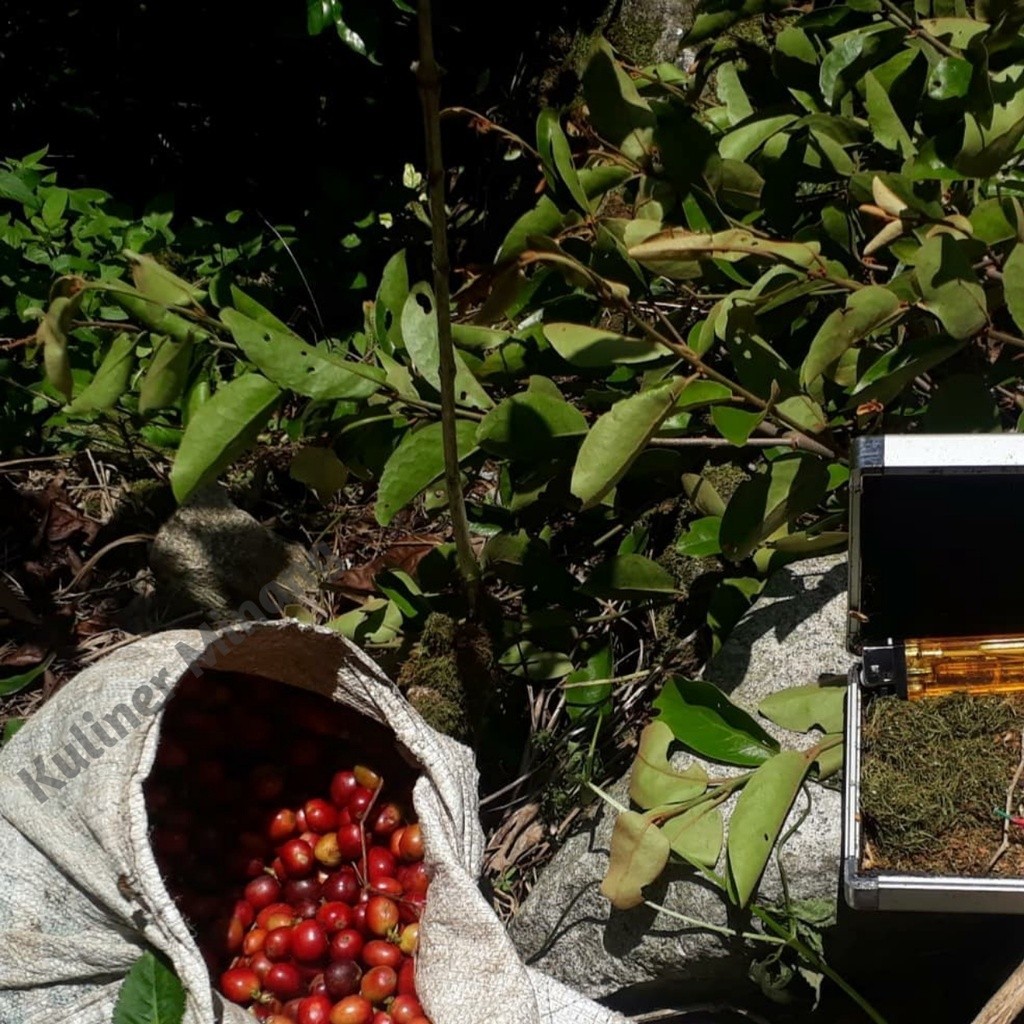 

Kuliner Minang Obat Herbal Teh Pahit Daun Benalu Kopi Asli lengkap dengan Mahkota Dewa, Keji beling, Kumis Kucing, Empedu Tanah, Pasak Bumi, Daun Gambir Murni Asli Suliki 100g Penyembuh Alami Jajanan Snack AX00