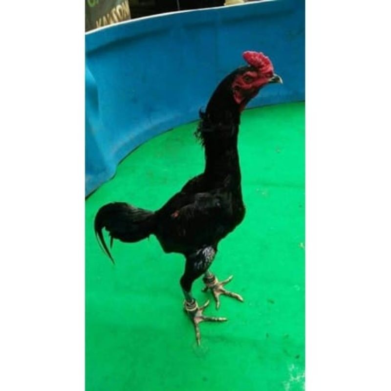 Telur Ayam Blackbull X Blackbull BL Brakot Brutal