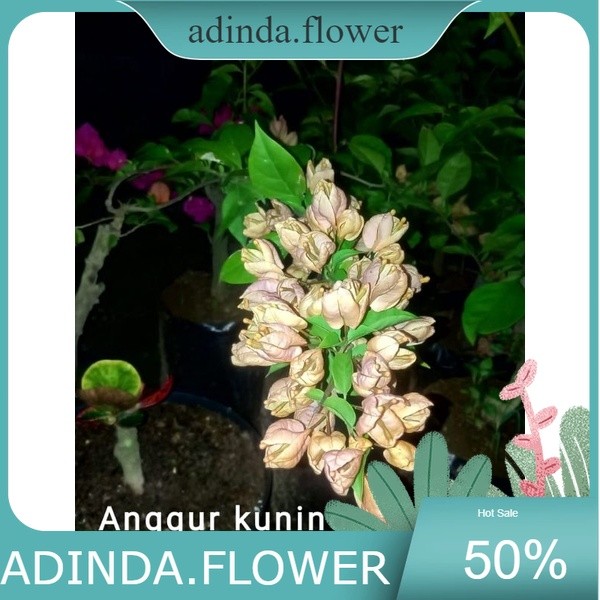 Bugenvil Anggur kuning