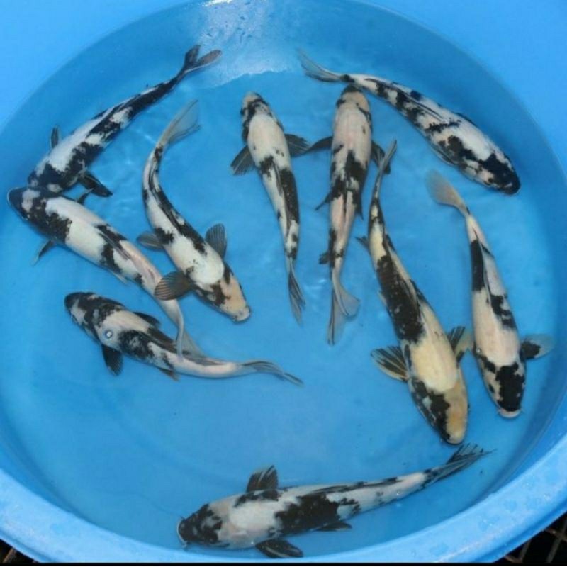 

koi shiro grade A ukuran 20-25cm