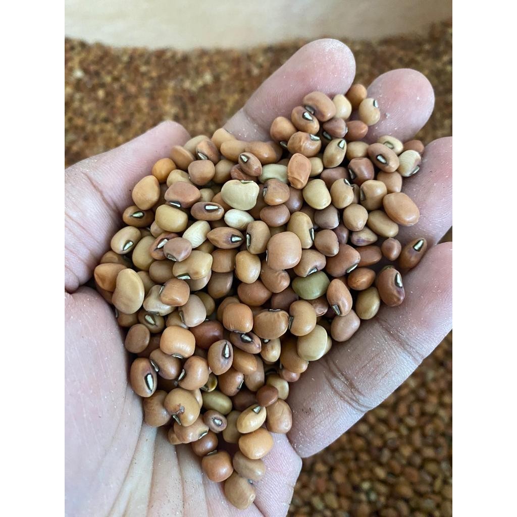 

Kacang Tolo/Kacang tunggak Import Premium