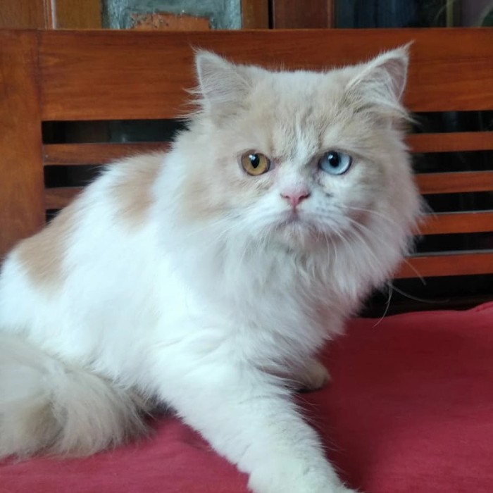 kucing Persia odd eye betina