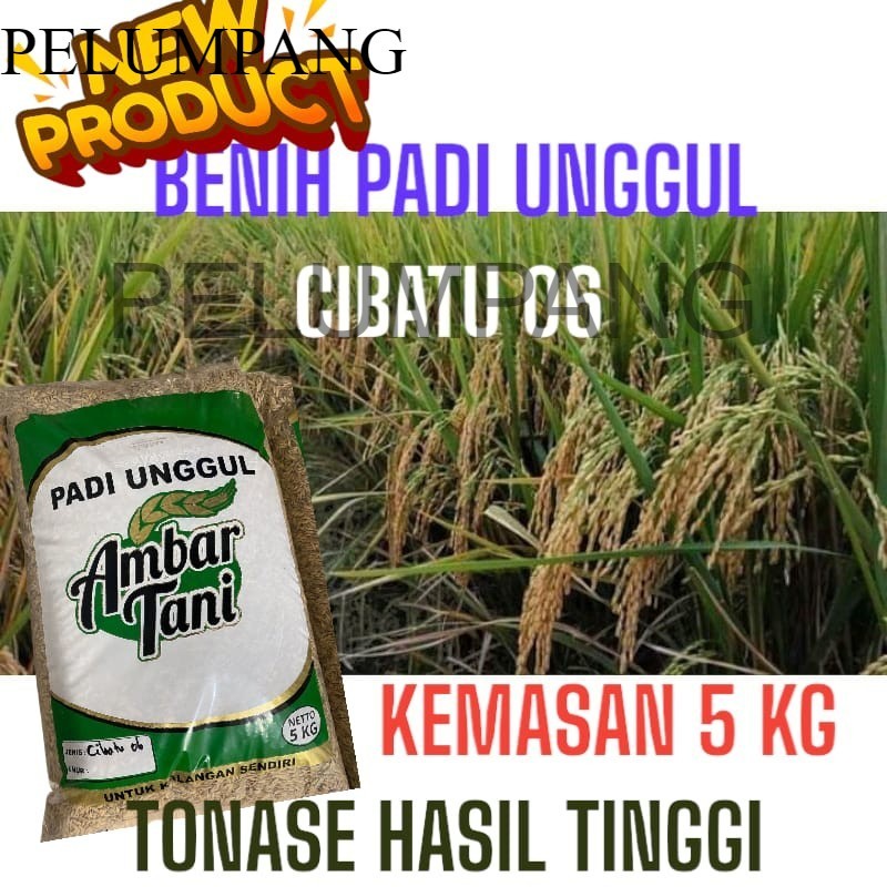 PADI DAN BENIH BENIH PADI CIBATU KEMASAN 5 KG