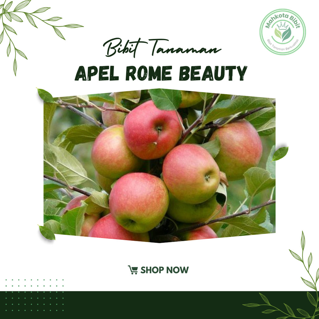 Bibit Apel Rome Beauty Malang Cangkok dan Stek