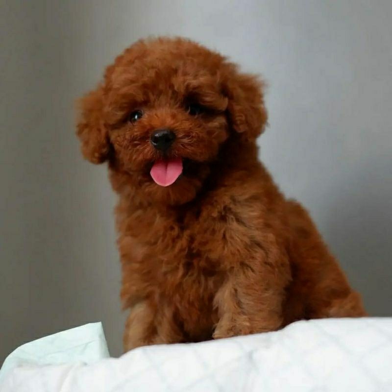 Anjing Red Toy Poodle