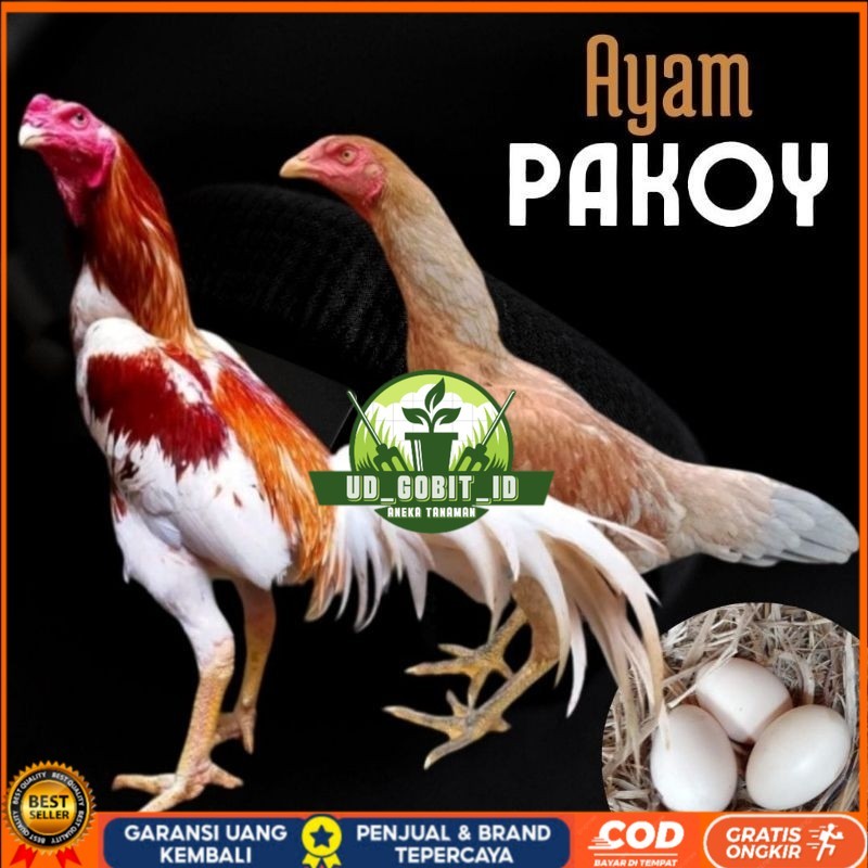 

telur ayam pakhoy ori thailand petarung untuk di tetaskan UD_GOBIT_ID