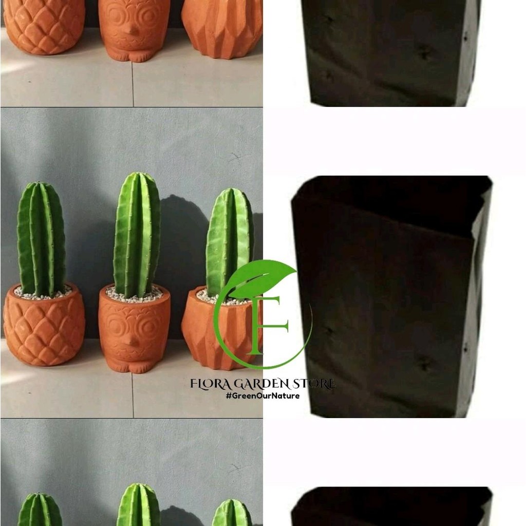 Tanaman Hias Kaktus Koboi | Kaktus Koboi