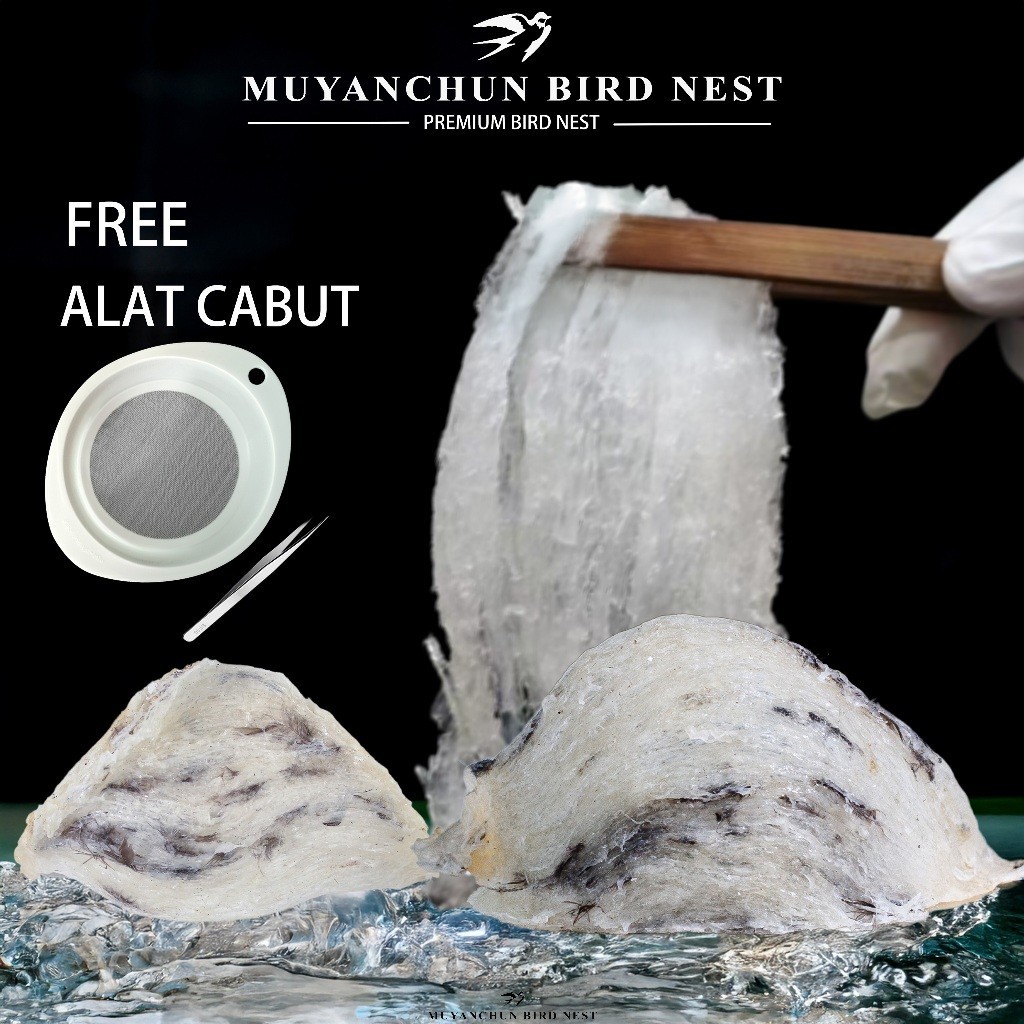 

Sarang Burung Walet MANGKOK Kotor Asli Kalimantan Harga Murah Original per Gram