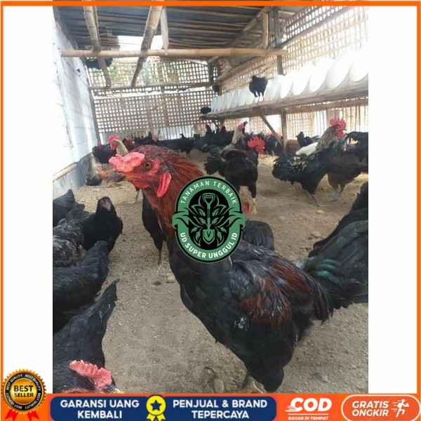 

Telur ayam KUB petelur handal fertil siap ditetaskan - telur ayam kub UD_SUPER_UNGGUL_ID