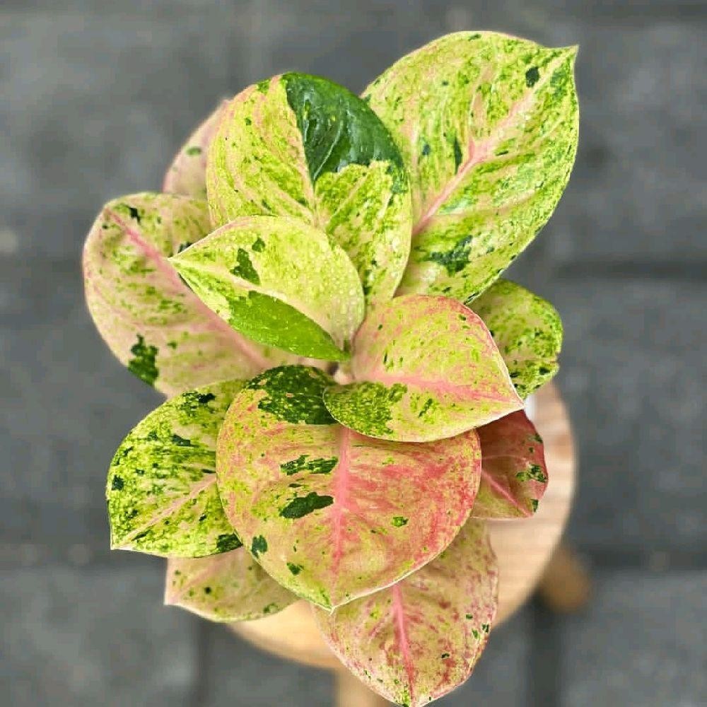 Tanaman Hias Aglonema Emerald - Aglonema Emerald