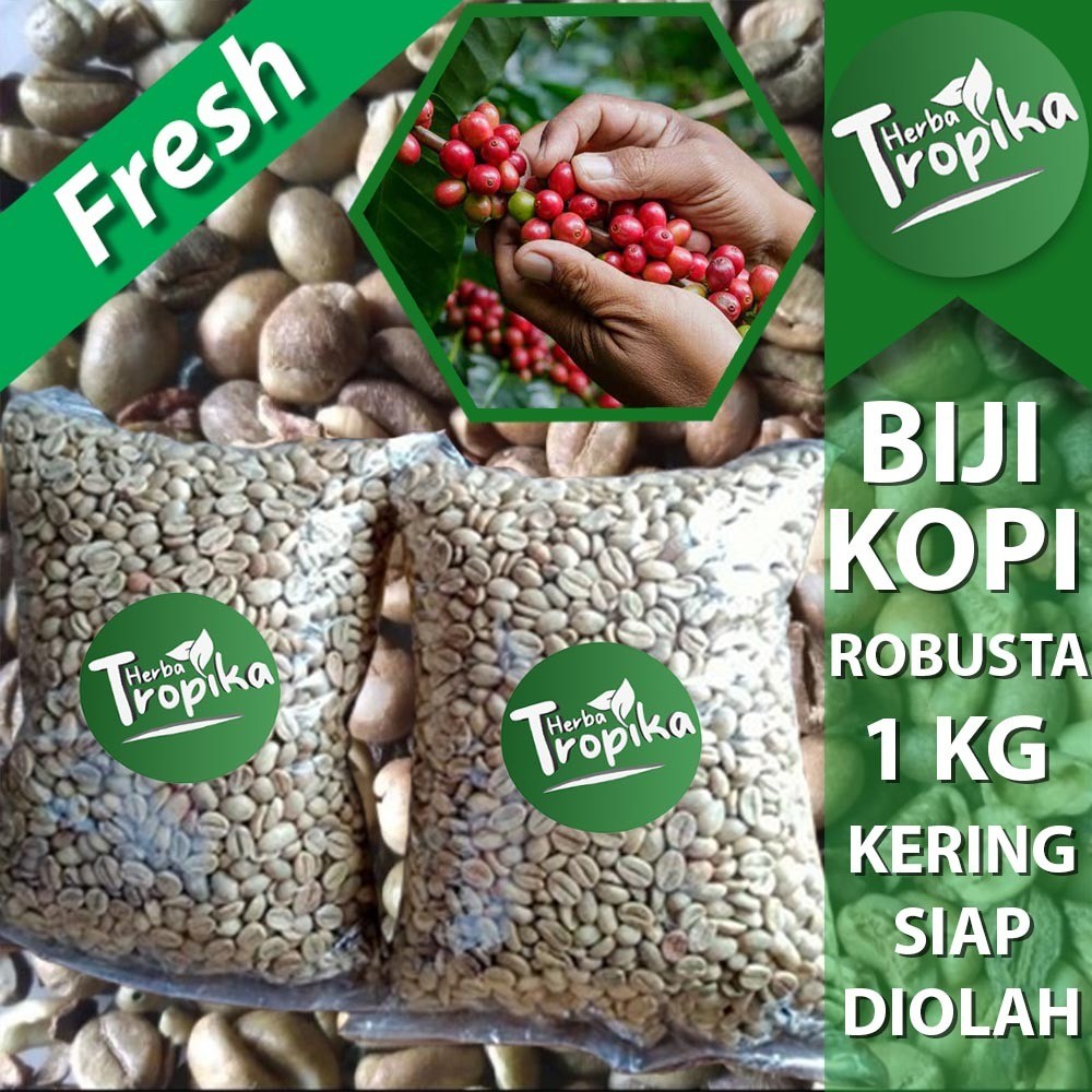 

Buah Biji Kopi Robusta Kering Siap Konsumsi toko herba tropika