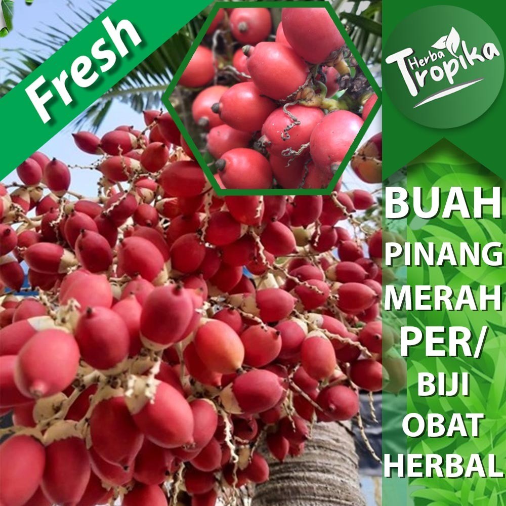 

Buah pinang merah per biji herbal alami toko herba tropika