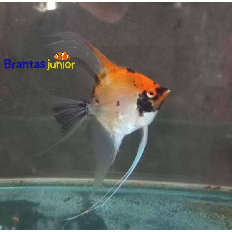 Manfish red devil bahan top grade jos