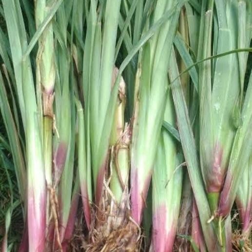 tanaman rumput satria pakan ternak sapi domba dll